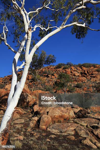 Eucalyptus Papuana - Fotografie stock e altre immagini di Albero - Albero, Albero di eucalipto, Alice Springs