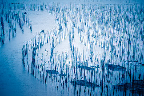 sea farm Seaweed farming at xiapu fujian china. blue toned image. seaweed farming stock pictures, royalty-free photos & images