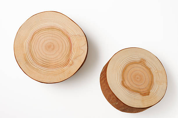 istock Isolated shot of two tree cross section on white background 180762613