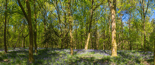 verde floresta de verão vibrante folhagem campainha floresta panorama - forest fern glade copse imagens e fotografias de stock