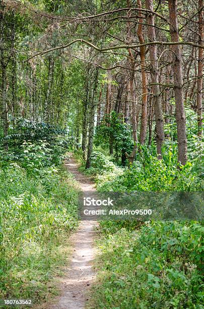 Photo libre de droit de Sentier Pédestre Dans La Forêt De Lété banque d'images et plus d'images libres de droit de Affluence - Affluence, Arbre, Arbre à feuilles caduques