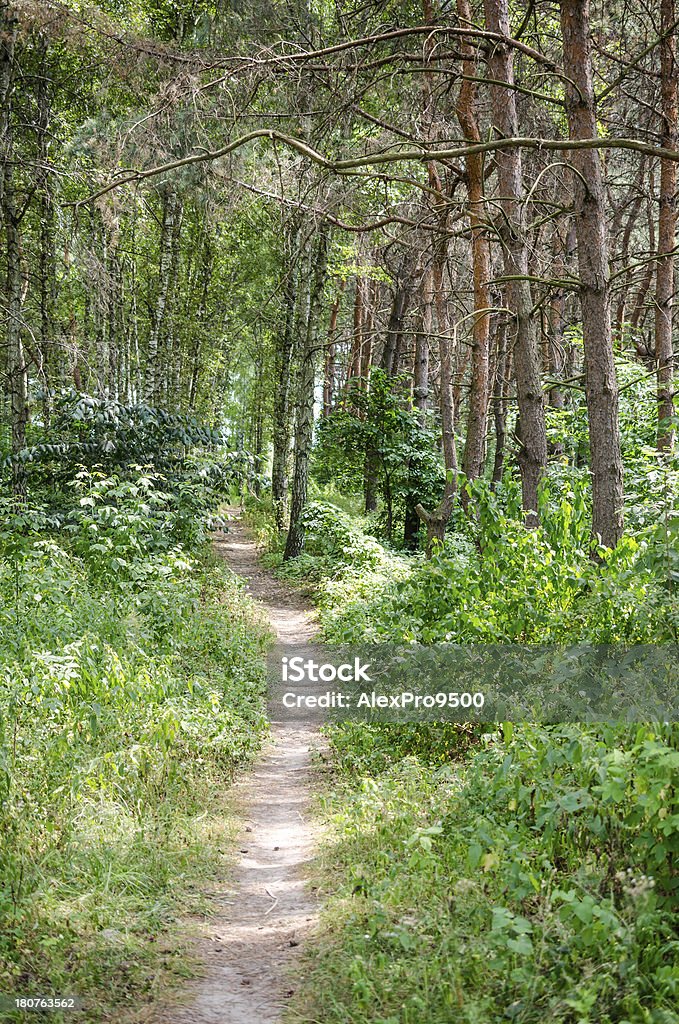 Caminho na floresta de verão - Foto de stock de Arbusto royalty-free