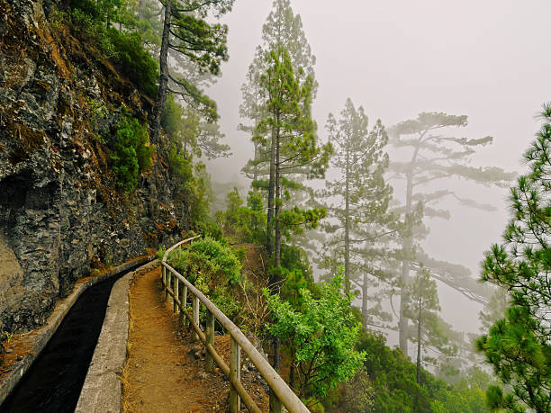 Nascent Marcos and Cordero Trail, La Palma stock photo