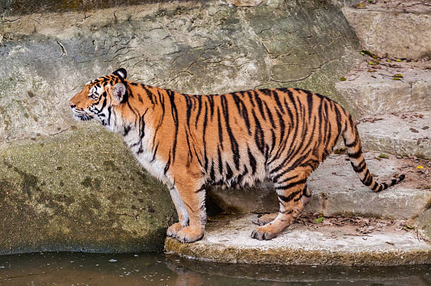 istock Bengal tiger standing on the rock near water 180763742