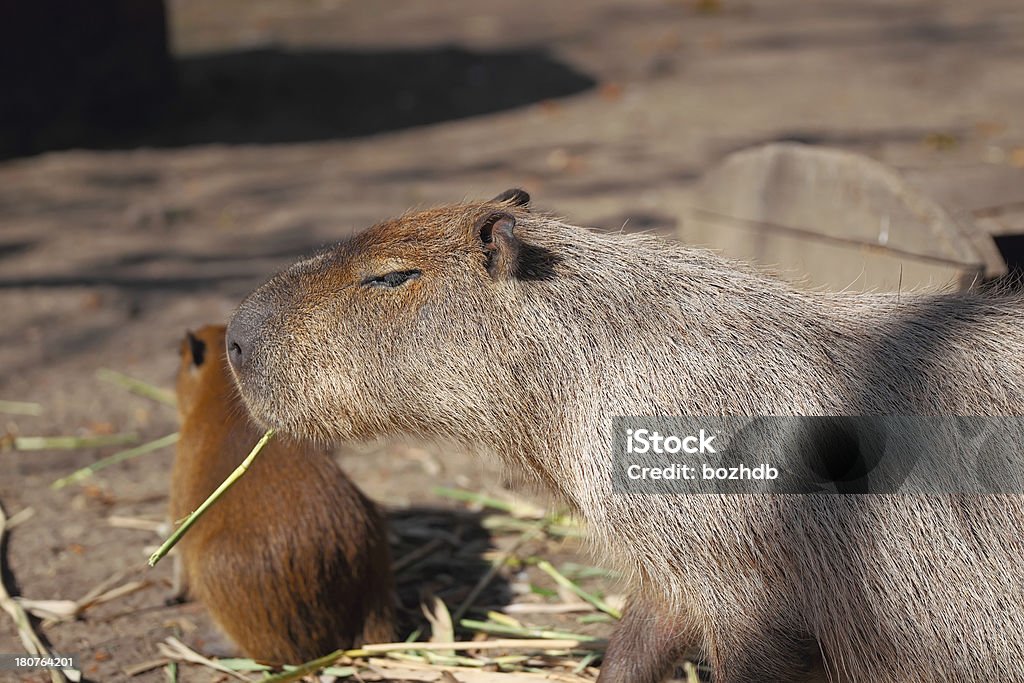 Capibara familia - Foto de stock de Capibara libre de derechos