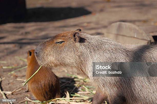 Capibara Familia Foto de stock y más banco de imágenes de Capibara - Capibara, Abuela, Adulto