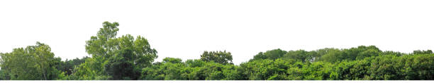istock Green Trees isolated on white background. are Forest and foliage in summer for both printing and web pages 1807643267