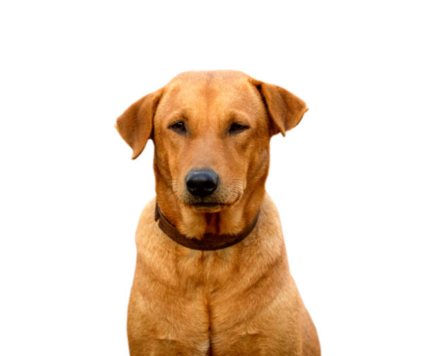 istock Red male dog  isolated  white background for both printing and web pages 1807643790