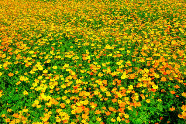 yellow nature flower garden