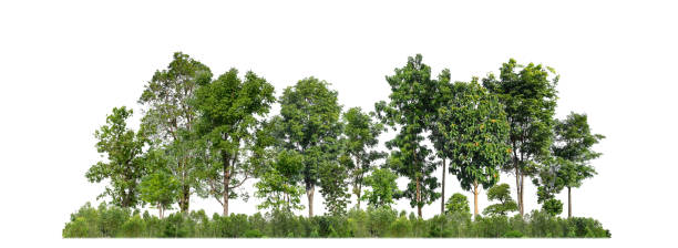 istock Green trees isolated on white background forest and summer foliage for both print and web 1807645451
