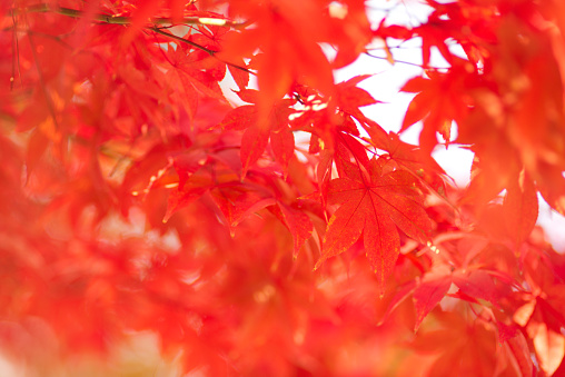 Colored leaves of the maple.