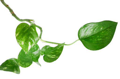 indoor climbing plant with white background