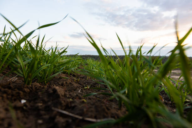 istock Young wheat seedlings growing in a soil 1807670050