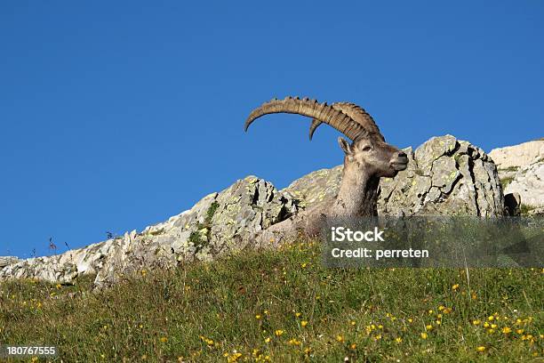 Linda Cabra Salvaje De Los Alpes Foto de stock y más banco de imágenes de Acostado - Acostado, Aire libre, Alpes Europeos