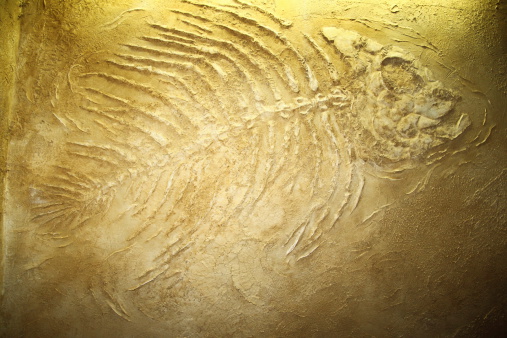 Giant fish fossils background or texture site