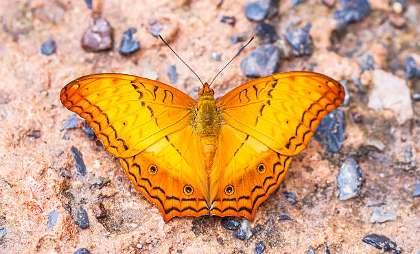 istock Beautiful butterfly in nature 180767668