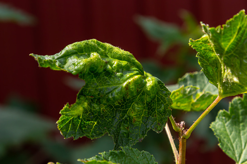 Disease of red and white currants, infection with Gallic aphids Anthracnose. Brown blisters on green leaves on the upper side.