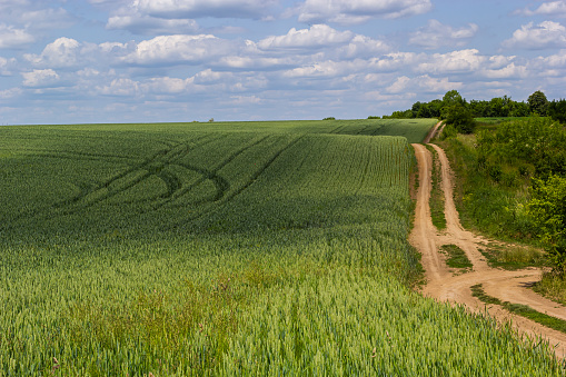 Wheat field and countryside scenery.