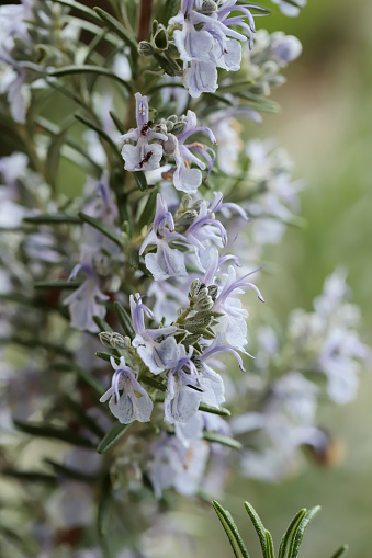 Rosmarinus officinalis, commonly known as rosemary, is a woody, perennial herb with fragrant, evergreen, needle-like leaves and white, pink, purple, or blue flowers, native to the Mediterranean region.
It is a member of the mint family Lamiaceae, which includes many other herbs. The name 
