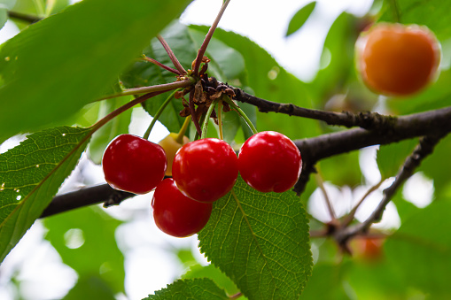 Cherry tree branch with ripe large fruits .