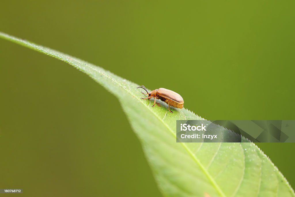 beetle na zielony liść - Zbiór zdjęć royalty-free (Biologia - Nauka)