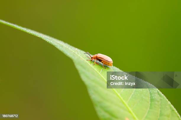 Beetle Na Zielony Liść - zdjęcia stockowe i więcej obrazów Biologia - Nauka - Biologia - Nauka, Bliskie zbliżenie, Chrząszcz