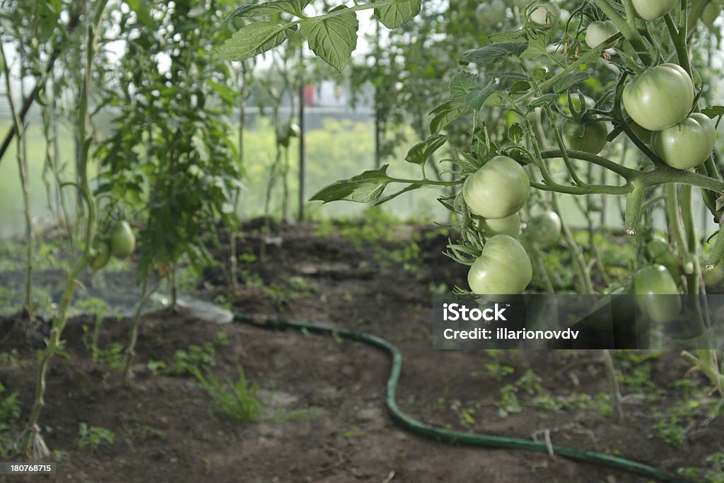 Hidropónica tomates e Mangueira - Royalty-free Hidropónica Foto de stock