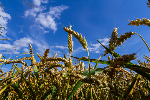 Wheat meadow. Ripe Gold Barley field in summer. Nature organic Yellow rye plant Growing to harvest. World global food with sunset in farm land autumn scene background. Happy Agricultural countryside.