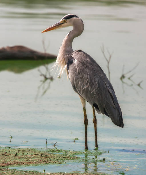 istock Herons in Kruger Park South Africa 1807698679