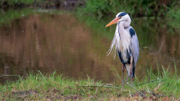 istock Herons in Kruger Park South Africa 1807698682