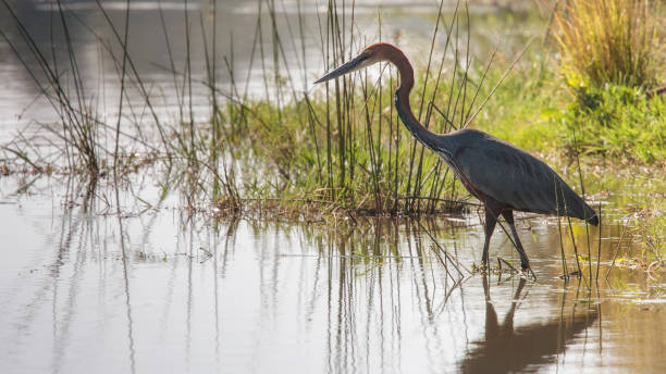 istock Herons in Kruger Park South Africa 1807699779