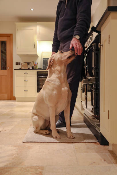 istock Elderly man at home with pet yellow Labrador dog 1807700849