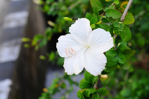 Hibiscus rosa-sinensis L. is a shrub from the Malvaceae family that originates from East Asia and is widely planted as an ornamental plant in tropical and subtropical area