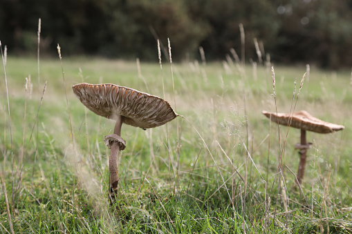 Edible fungi, Macrolepiota procera, growing wild in autumn meadow