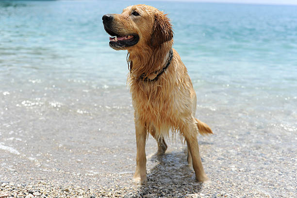 istock Golden retriever jumping in the water 180770450