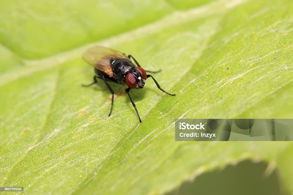 muscidae INSECTOS - Foto de stock de Adulto libre de derechos