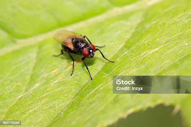 Muscidae Insectos Foto de stock y más banco de imágenes de Adulto - Adulto, Aire libre, Ala de animal