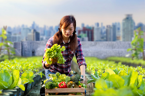 Asian woman gardener is harvesting organics vegetable while working at rooftop urban farming futuristic city sustainable gardening on limited space to reduce carbon footprint and food security