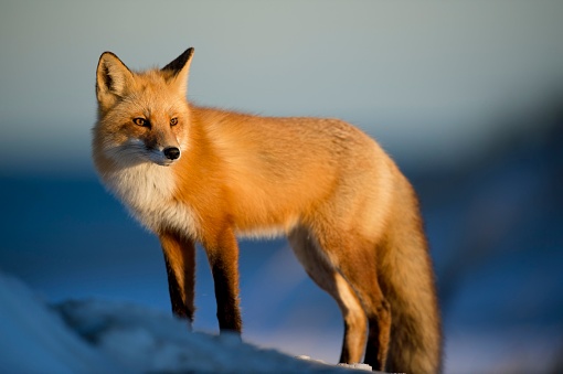 An adorable red fox stands atop a snowy hill, its fur contrasting against the white winter landscape