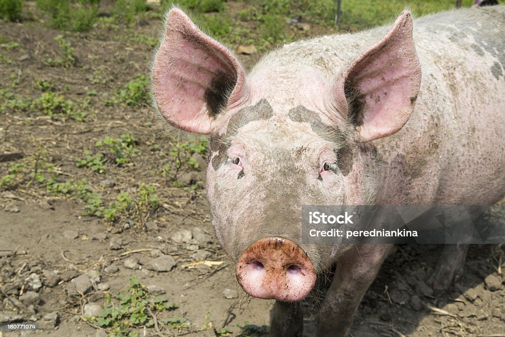 pig big alla farm - Foto stock royalty-free di Agricoltura