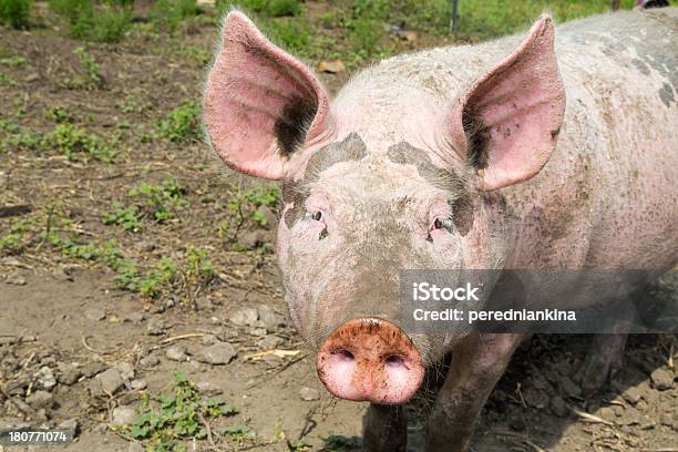 Pig Big Alla Farm - Fotografie stock e altre immagini di Agricoltura - Agricoltura, Ambientazione esterna, Animale