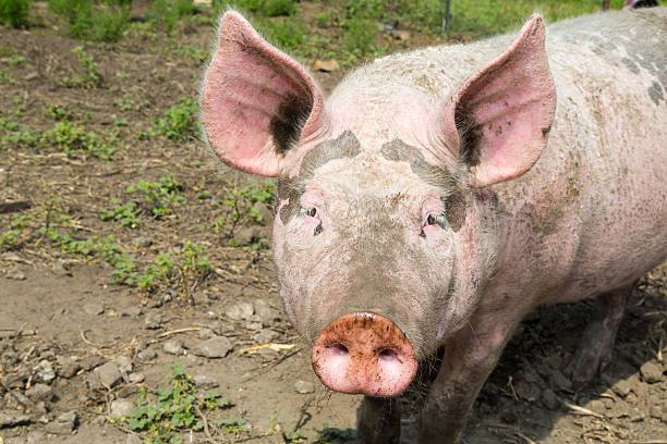 istock big pig on the farm 180771074