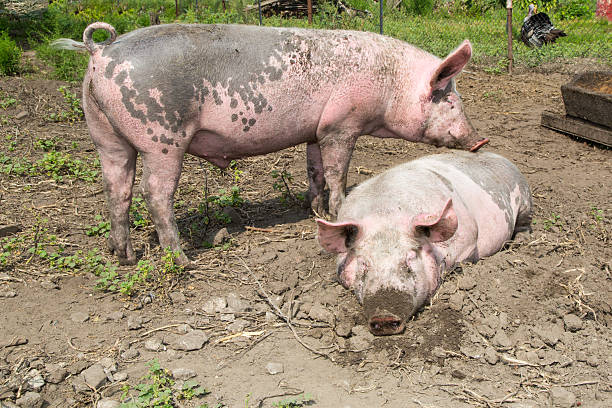 istock big pig on the farm 180771112
