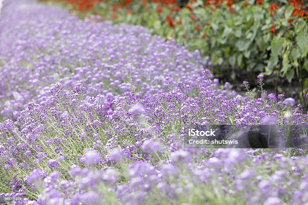 Lila Blume-Hintergrund - Lizenzfrei Allergie Stock-Foto