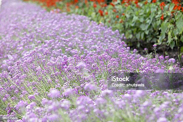 Lila Blumehintergrund Stockfoto und mehr Bilder von Allergie - Allergie, Berg, Bett