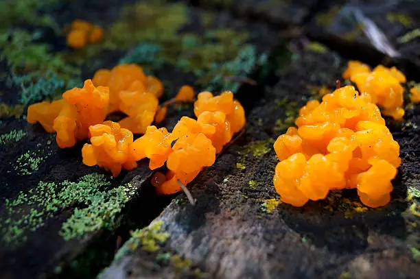 Yellow Brain Fungus growing alongside lichen on a old wood