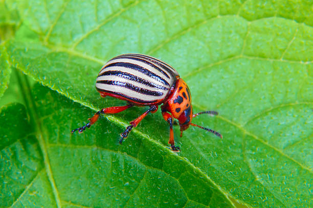 colorado beetle на листьев картофеля - chrysomelid стоковые фото и изображения
