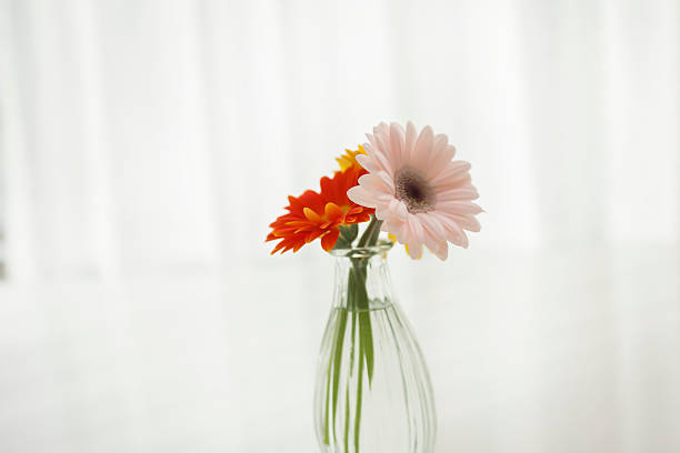 istock Flower of the Barberton daisy 180772509