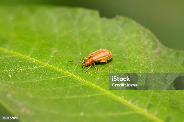 Beetle On A Green Leaf Stock Photo - Download Image Now - Agriculture, Animal, Animals In The Wild