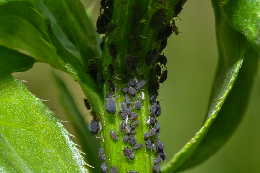 Colony of aphids on a green plant trunk